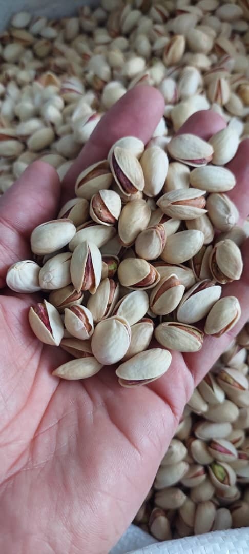 تازگی و کیفیت بالا